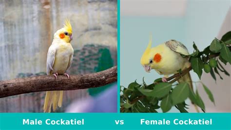 are cockatiels loud|Noisy Or Loud Cockatiel .